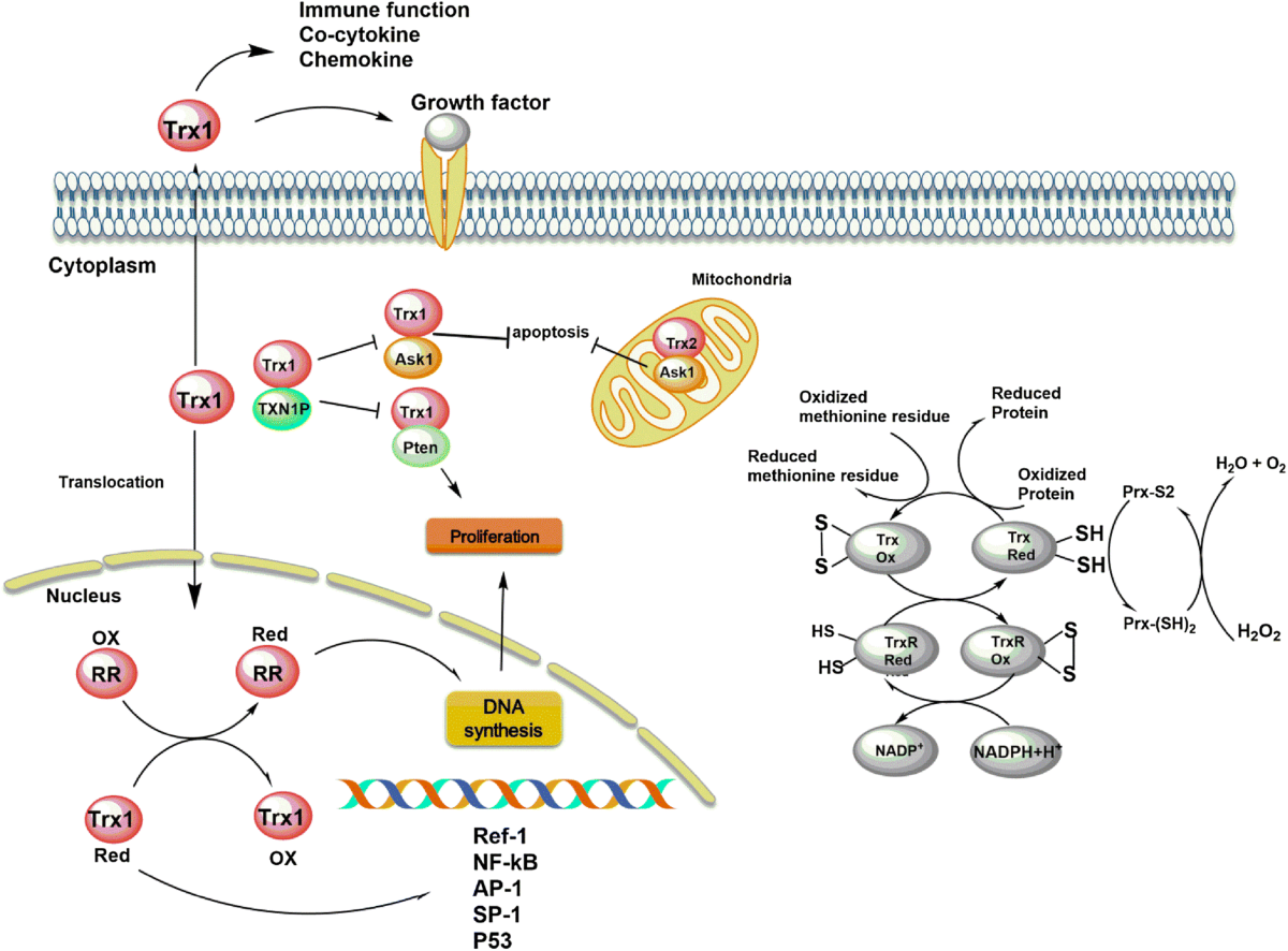 The thioredoxin system and cancer therapy: a review | Cancer Chemotherapy  and Pharmacology