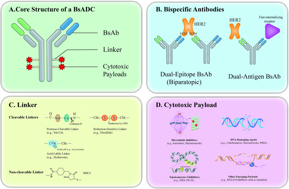 Recent advances in bispecific antibody-drug conjugates for breast cancer therapy | Cancer Chemotherapy and Pharmacology