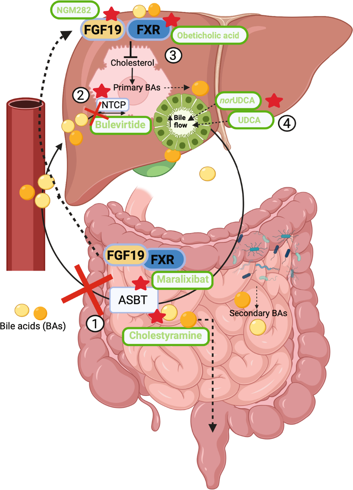 glutathione liver disease bile acids and their receptors: modulators and therapeutic targets in inflammation | Seminars in Immunopathology mg:10