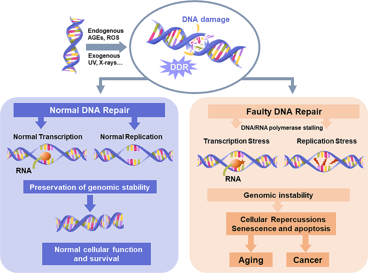 benefits of dsip peptide DSIP Peptide in Gilbert AZ