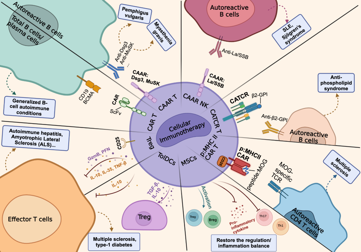iv glutathione autoimmune dr k Current advancements in cellular immunotherapy for autoimmune disease |  Seminars in Immunopathology