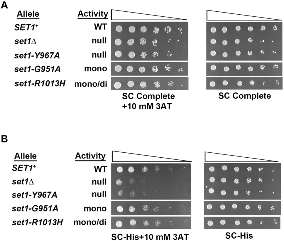 Histone 3 lysine 4 monomethylation supports activation of transcription in  S. cerevisiae during nutrient stress | Current Genetics