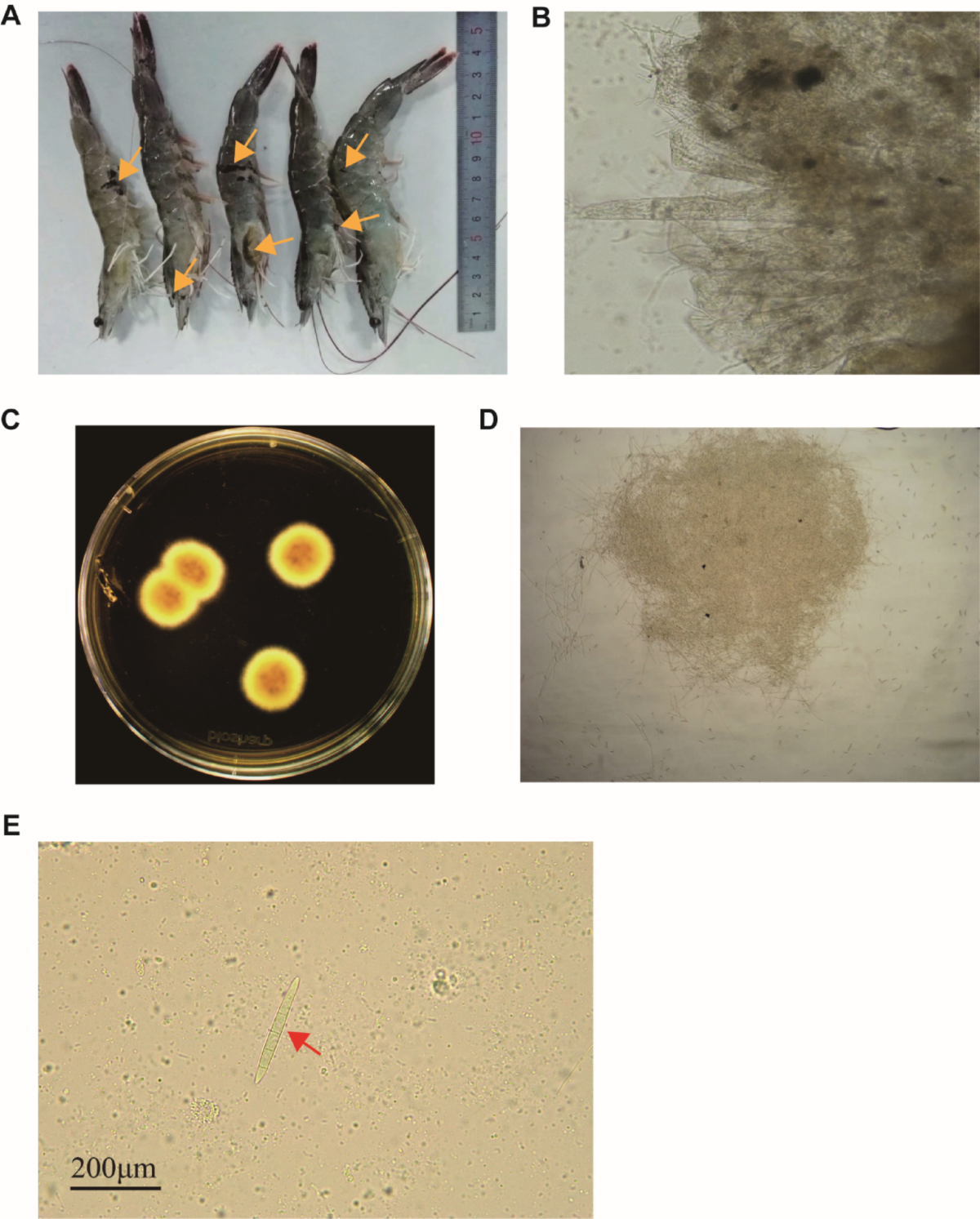 Genomic characterization and analysis of Fusarium Solani isolate 1-Jan, a  novel pathogenic strain infecting Penaeus vannamei | Current Genetics