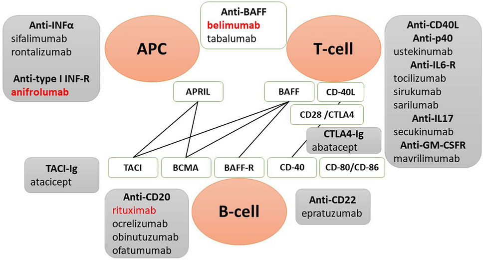 Current treatment of systemic lupus erythematosus: a clinician's perspective | Rheumatology International