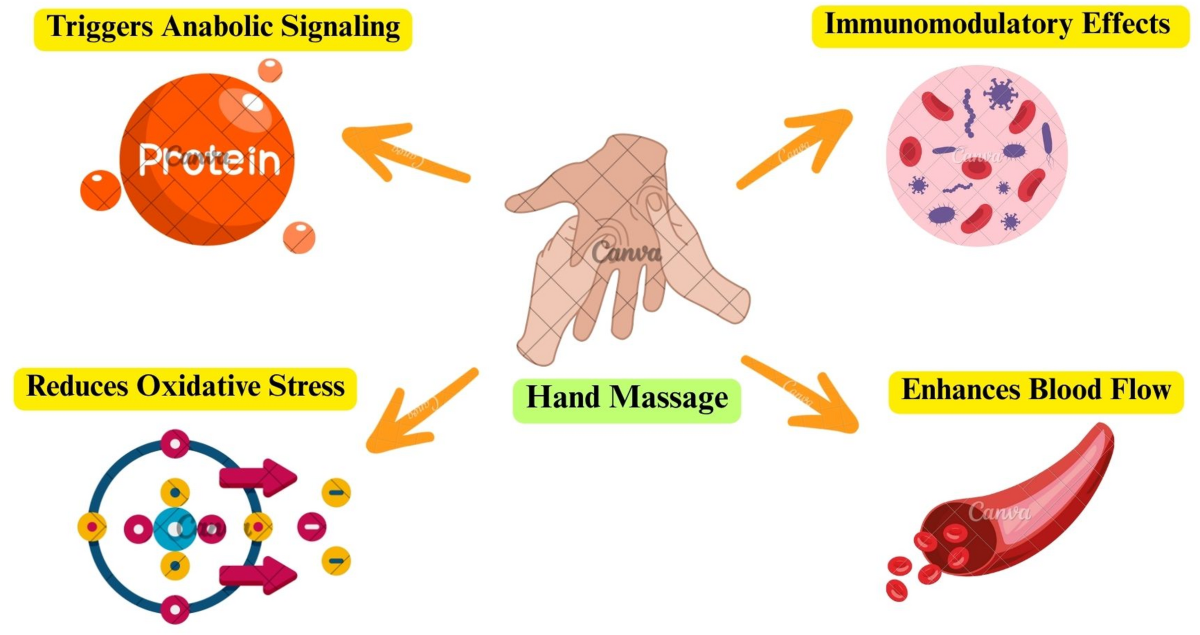 authentic reiki glutathione Rheumatoid hand massage therapy to mitigate sarcopenia and improve patients' quality of life: a hypothesis | Rheumatology International Glutamine Metabolism & Pathway
