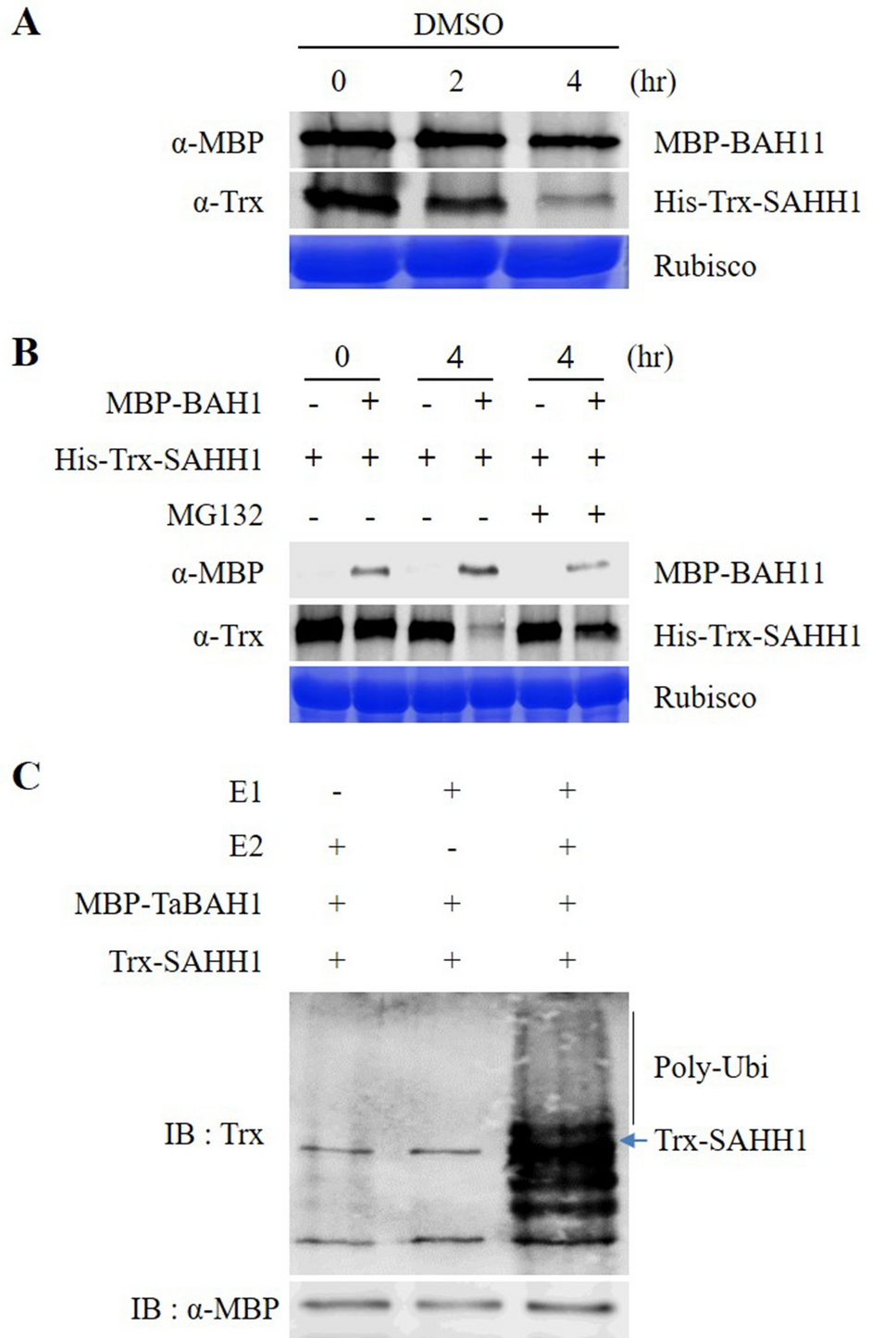 Identification and analysis of a differentially expressed wheat RING-type  E3 ligase in spike primordia development during post-vernalization | Plant  Cell Reports