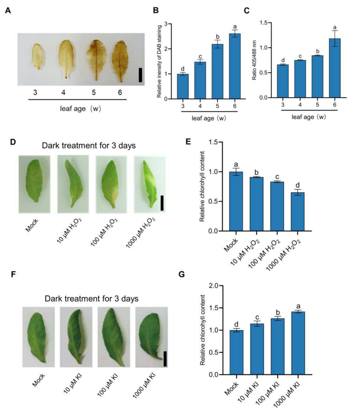 Hydrogen peroxide participates in leaf senescence by inhibiting CHLI1  activity | Plant Cell Reports