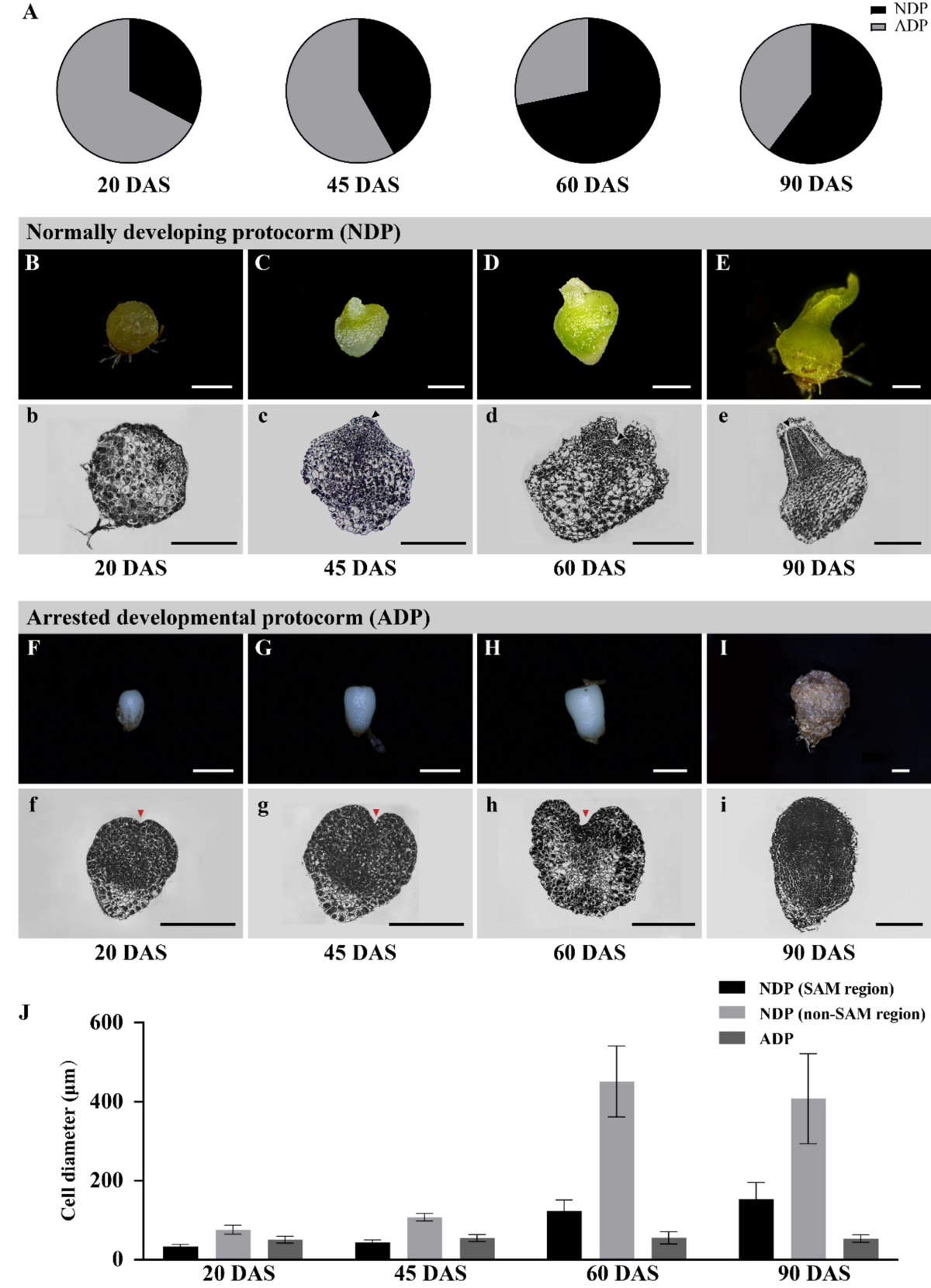 Excessive accumulation of auxin inhibits protocorm development during  germination of Paphiopedilum spicerianum | Plant Cell Reports