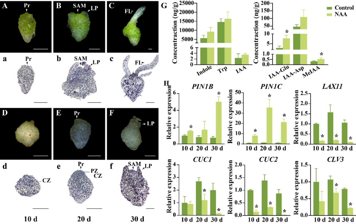 Excessive accumulation of auxin inhibits protocorm development during  germination of Paphiopedilum spicerianum | Plant Cell Reports