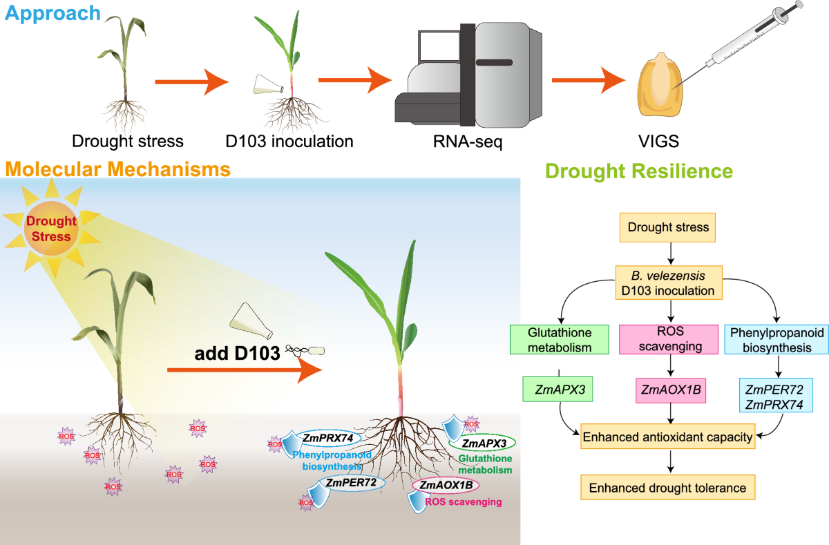 Bacillus velezensis D103 enhances maize drought tolerance via  ROS-scavenging and phenylpropanoid pathway activation | Plant Cell Reports 