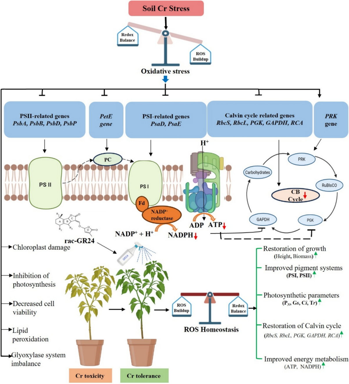 ac-glutathione 250 k-117 - APEX Energetics Secretins of type-two secretion systems