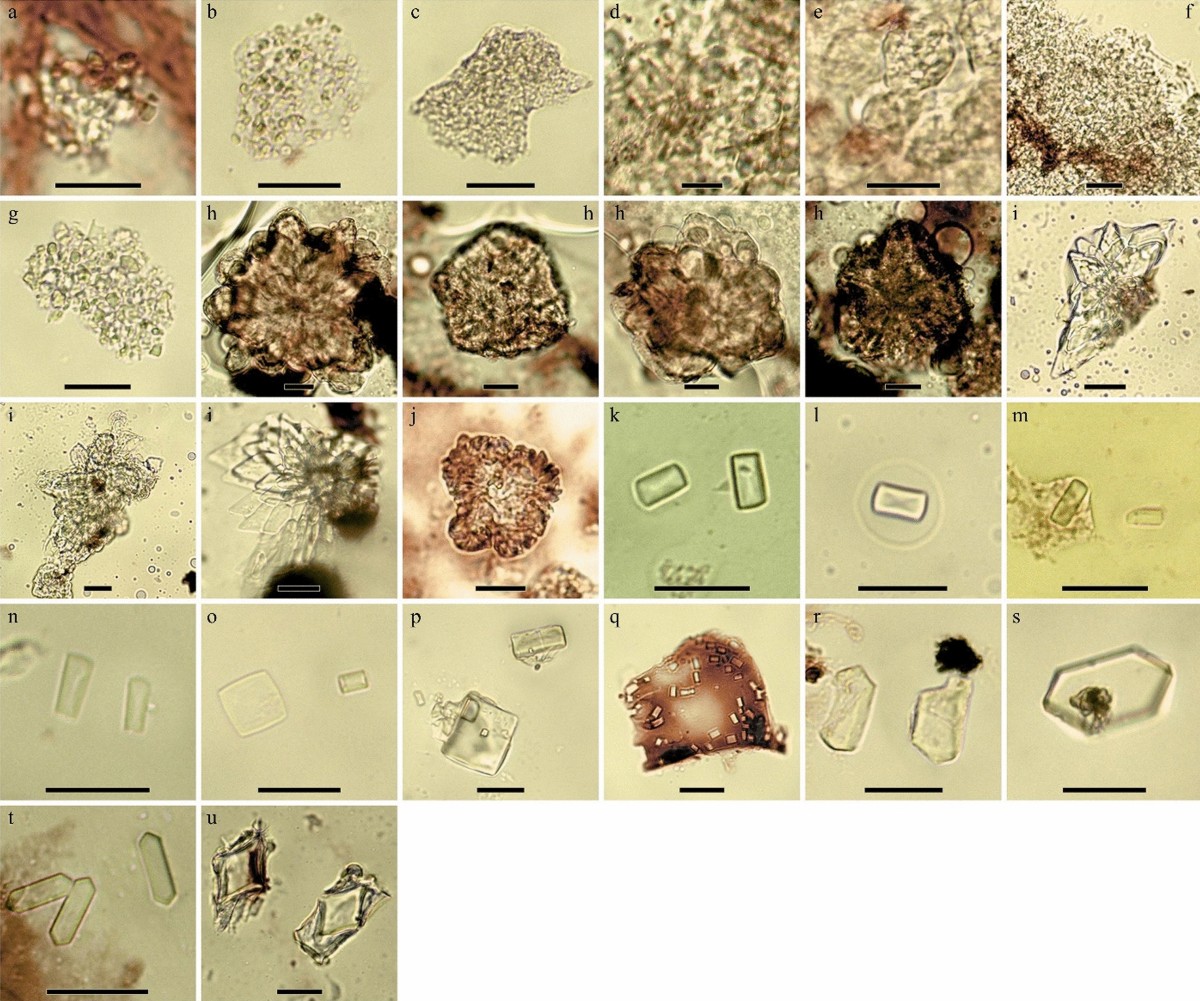 Calcium oxalate crystals observed in a phytolith morphotype study of select  native Great Basin plant taxa and on Utah valley Fremont ground stone |  Vegetation History and Archaeobotany | Springer Nature Link
