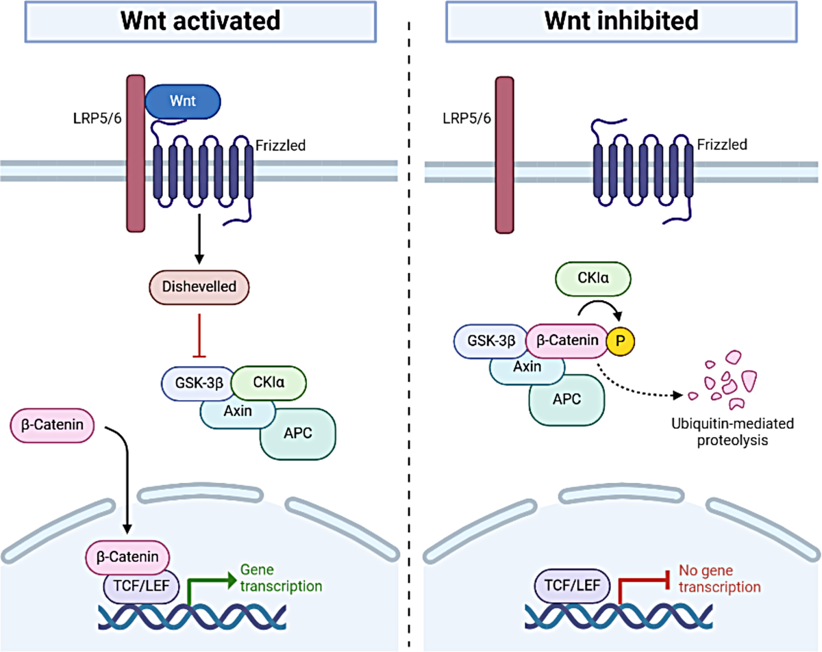 CTNNB1 syndrome mouse models | Mammalian Genome | Springer Nature Link