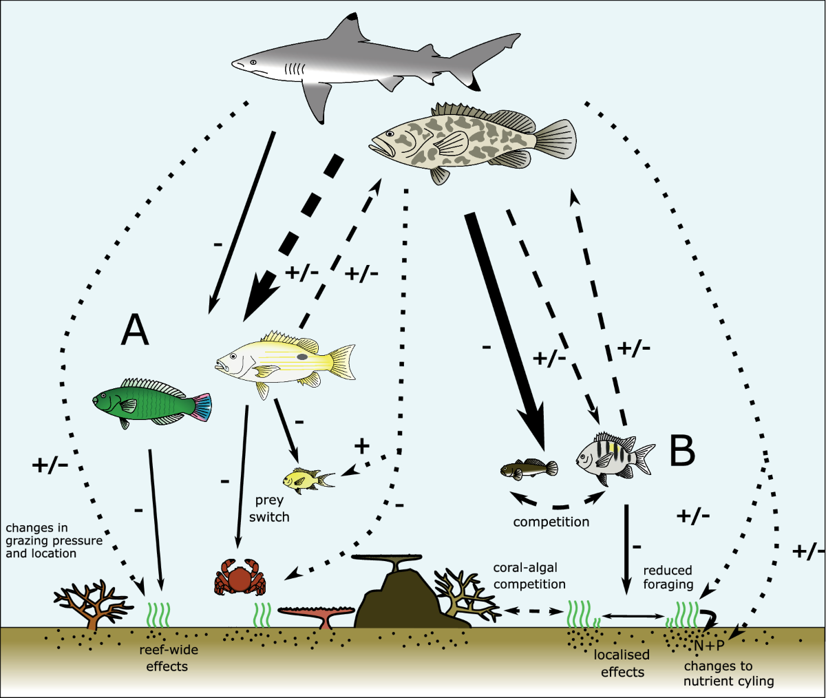 Non-consumptive effects in fish predator–prey interactions on coral reefs