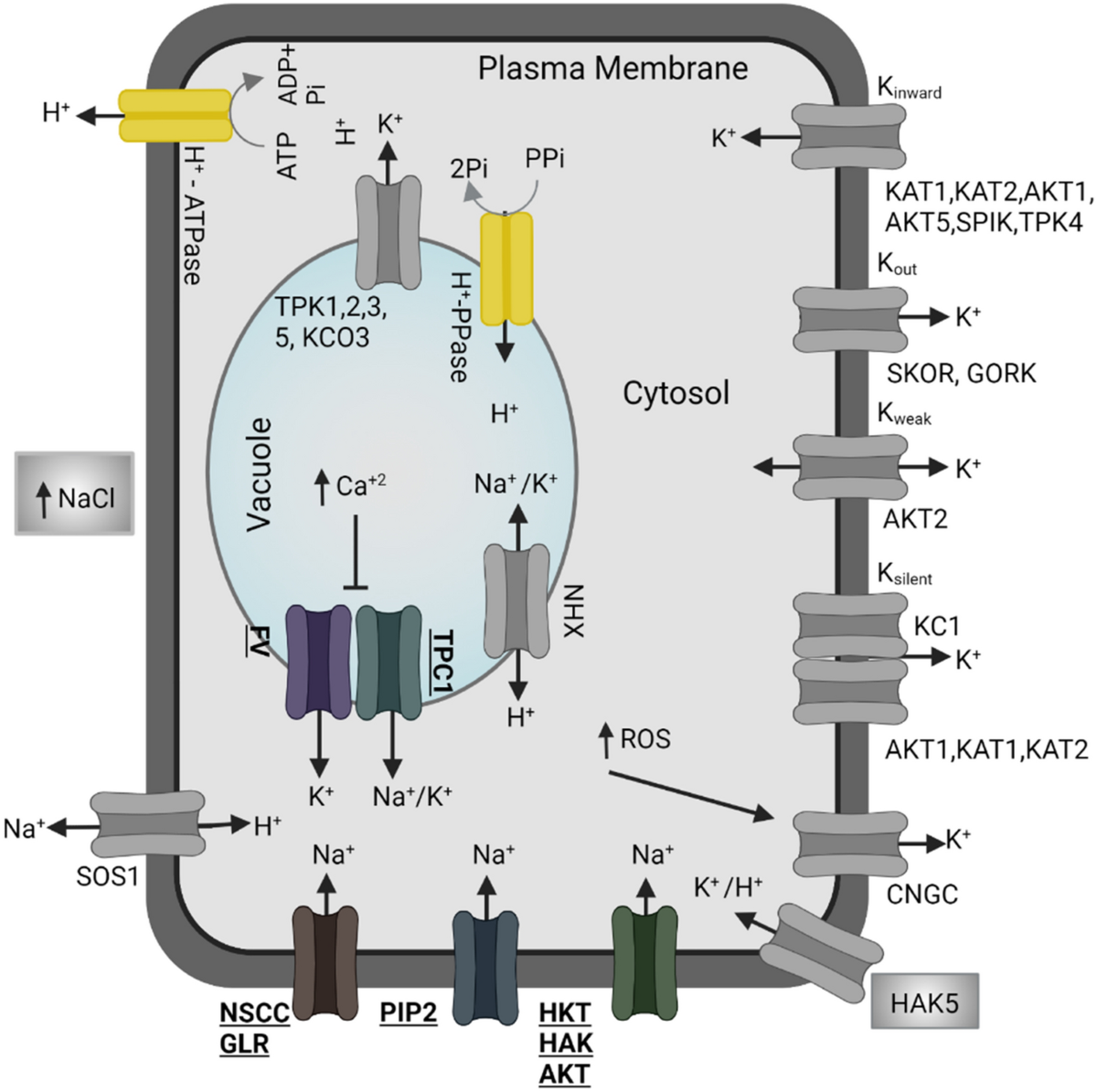 cjc-1295 ipamorelin sleep quality how long after taking ipamorelin can i eat Premium Peptides In UAE For Research Use