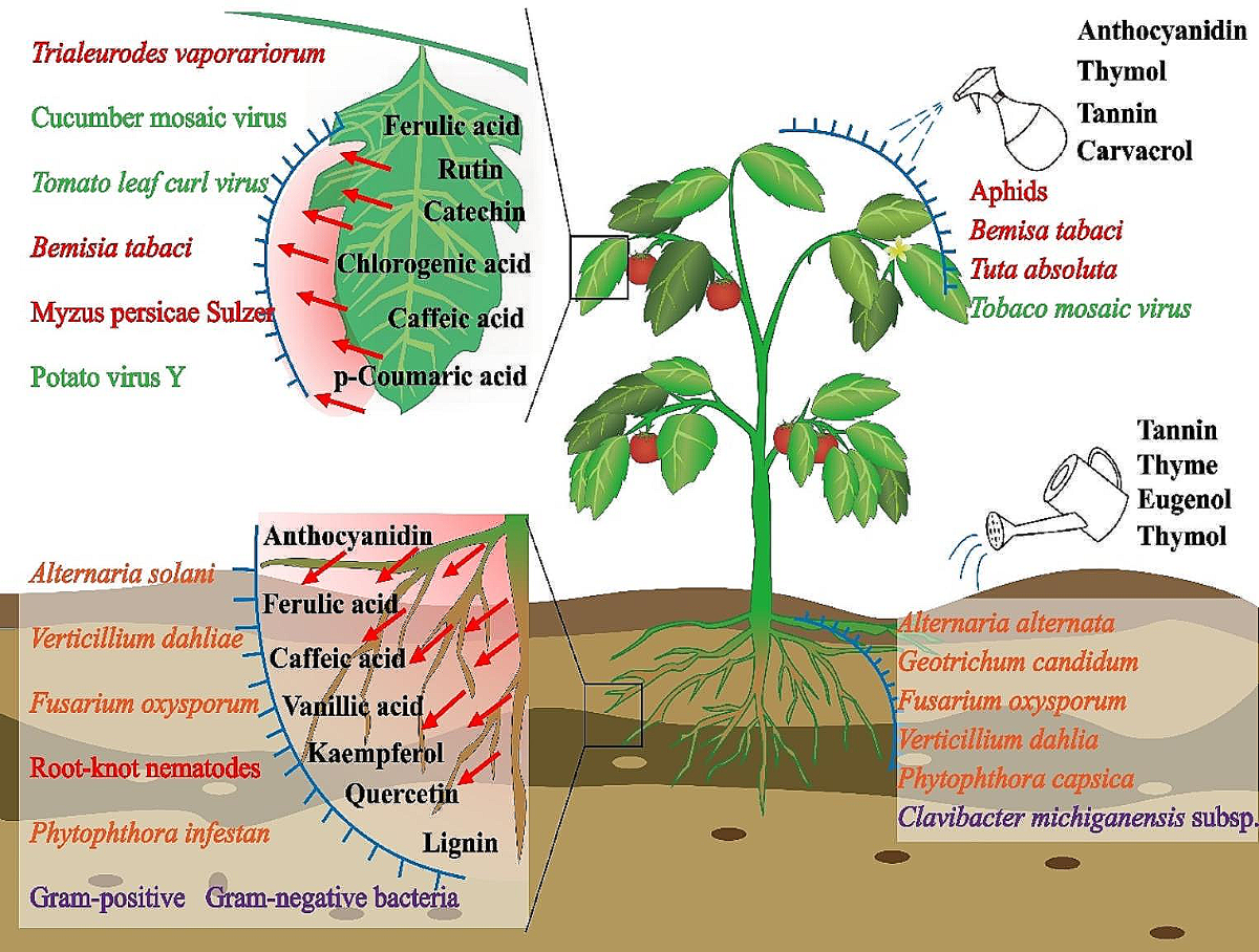 Disease and Pest Resistance through Phenolic Substances in the Solanaceae |  Journal of Plant Growth Regulation | Springer Nature Link