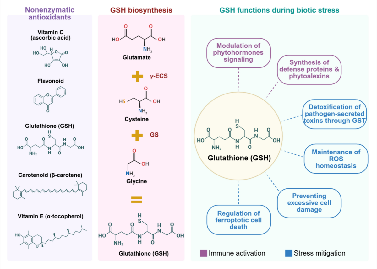 Reactive Oxygen Species and Glutathione-Mediated Regulation of Phytohormone  Signaling in the Activation of Plant Immunity | Journal of Plant Growth  Regulation | Springer Nature Link