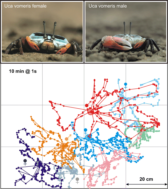 The visual ecology of fiddler crabs  Journal of Comparative Physiology A