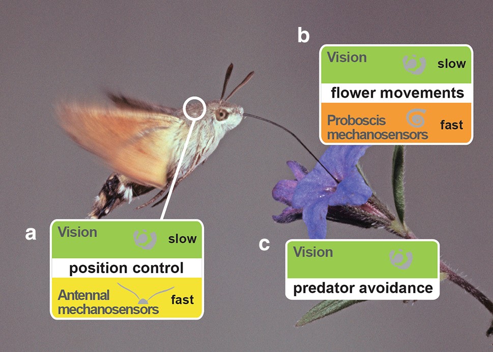 Fuelling on the wing: sensory ecology of hawkmoth foraging | Journal of  Comparative Physiology A