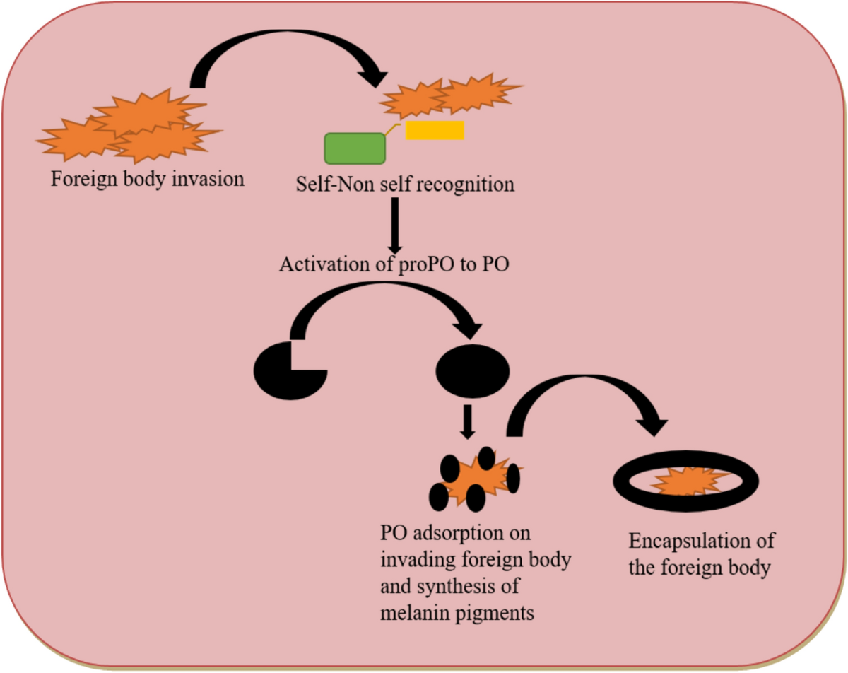 melanotic encapsulation The tuSz self-encapsulation phenotype. (A-C) In tuSz 1 mutants at 28  Moles are common skin