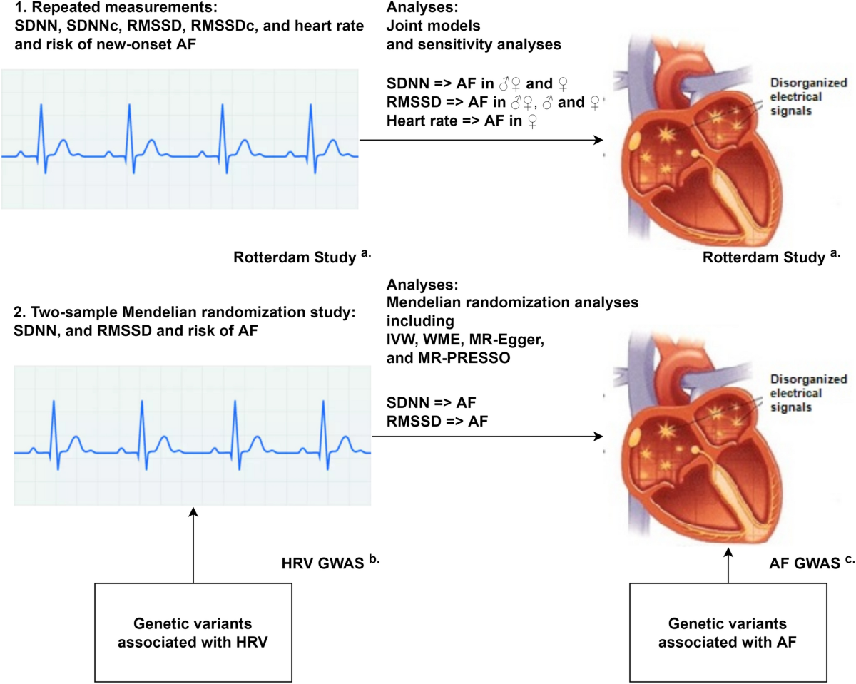 Heart rate variability and atrial fibrillation in the general 