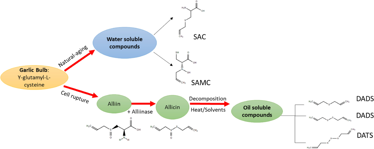 glutathione chromium toxicity A comprehensive review on human health effects of chromium: insights on  induced toxicity | Environmental Science and Pollution Research