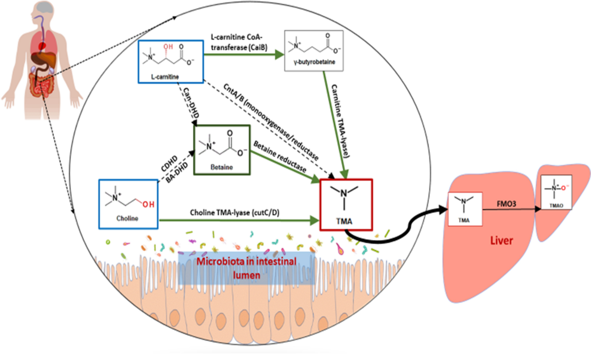 l carnitine injection fat loss Full article: Pleiotropic mechanisms of action of perhexiline in heart  failure