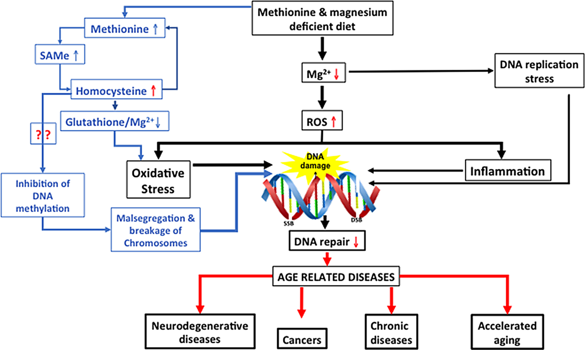 Low magnesium in conjunction with high homocysteine increases DNA damage in  healthy middle aged Australians | European Journal of Nutrition | Springer  Nature Link