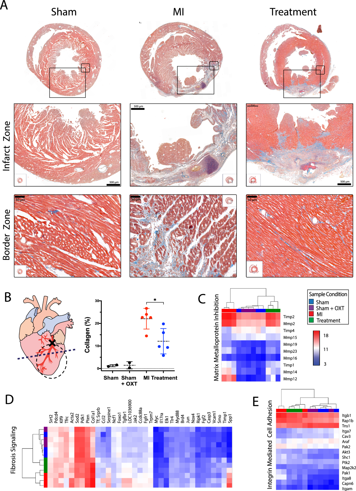 Outcomes of hypothalamic oxytocin neuron-driven cardioprotection after  acute myocardial infarction | Basic Research in Cardiology