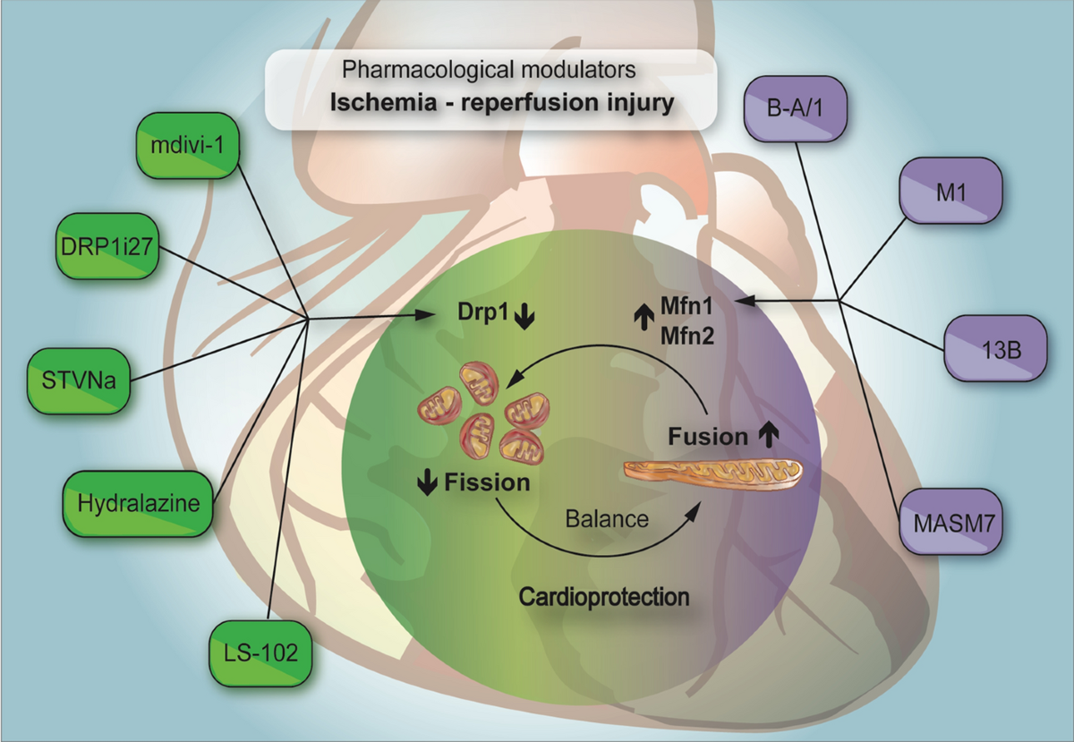 Targeting mitochondrial shape: at the heart of cardioprotection | Basic  Research in Cardiology