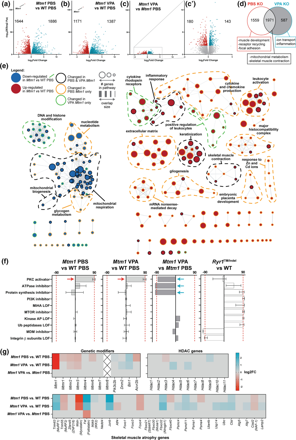 X-linked myotubular myopathy is associated with epigenetic alterations and  is ameliorated by HDAC inhibition | Acta Neuropathologica