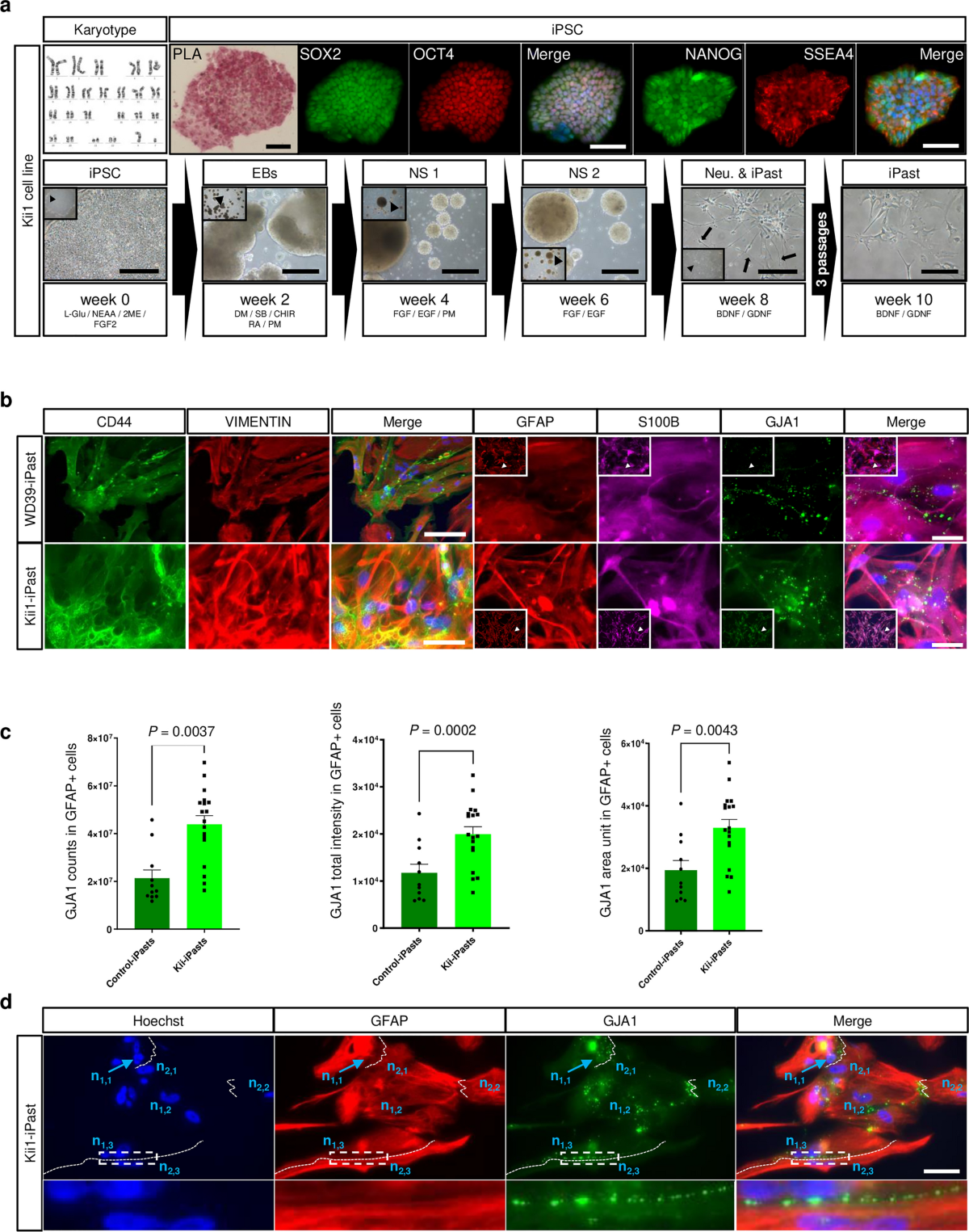 dpph glutathione Analysis of protein composition and antioxidant activity of hydrolysates  from <i>Paphia undulate</i>