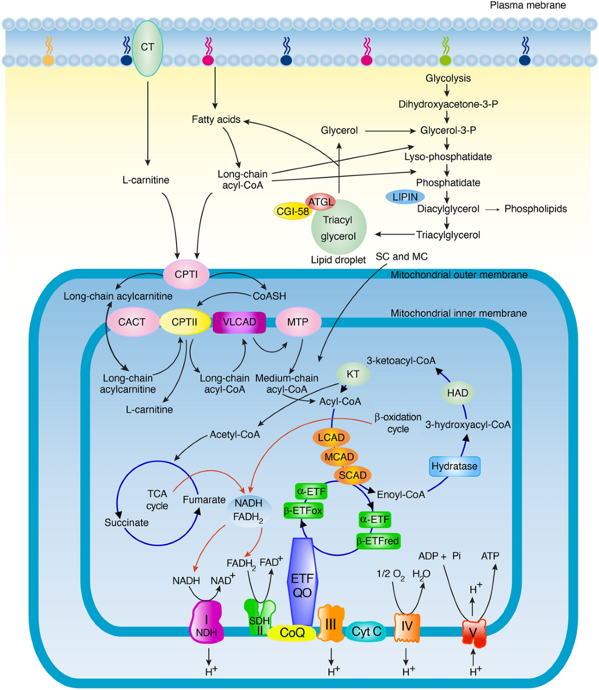 l carnitine and cialis Cialis L Arginine L Carnitine Erectile Dysfunction: A Practical Look at the  Combination