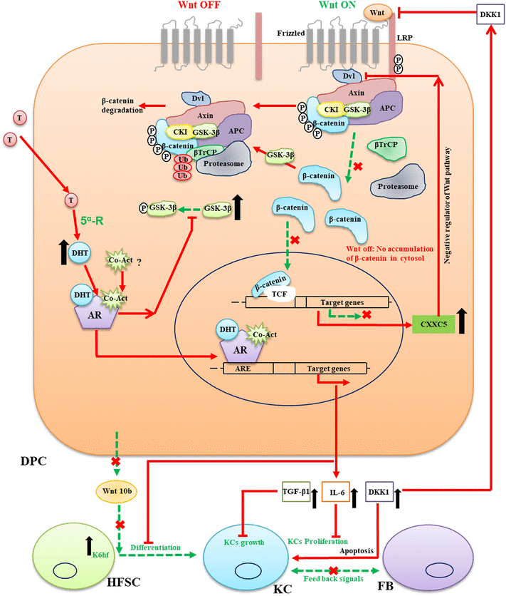 ghk-cu wnt β-catenin pathway hair growth Androgen modulation of Wnt/β-catenin signaling in androgenetic alopecia |  Archives of Dermatological Research