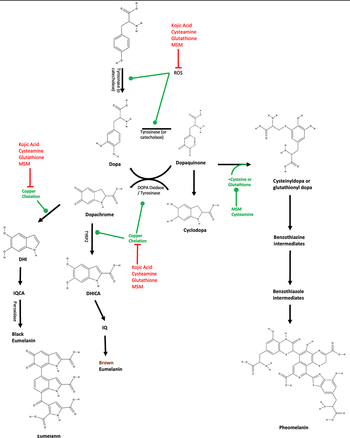 glutathione pheomelanin A review of therapies for hyperpigmentation modulating the synthesis of  eumelanin to pheomelanin | Archives of Dermatological Research