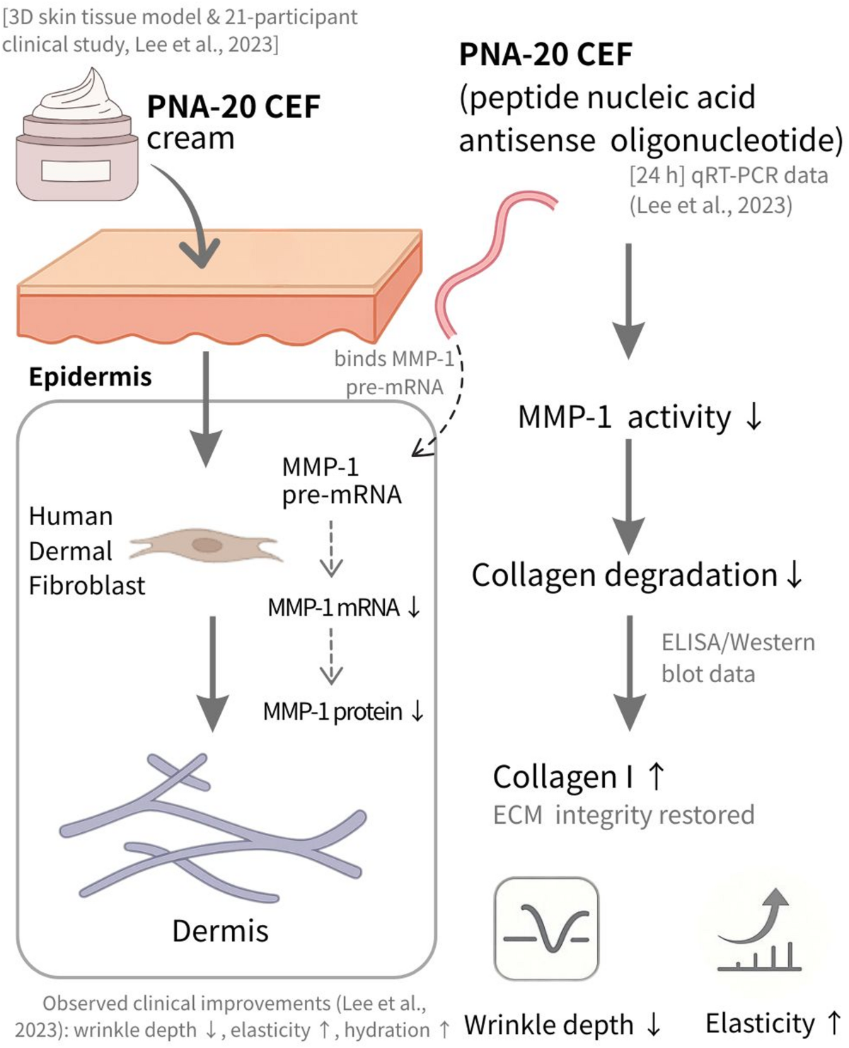 ghk-cu upregulates col1a1 From destruction to protection: rethinking MMP-1 in skin aging and anti-aging strategies | Archives of Dermatological Research Portabella Salsa, 16 oz