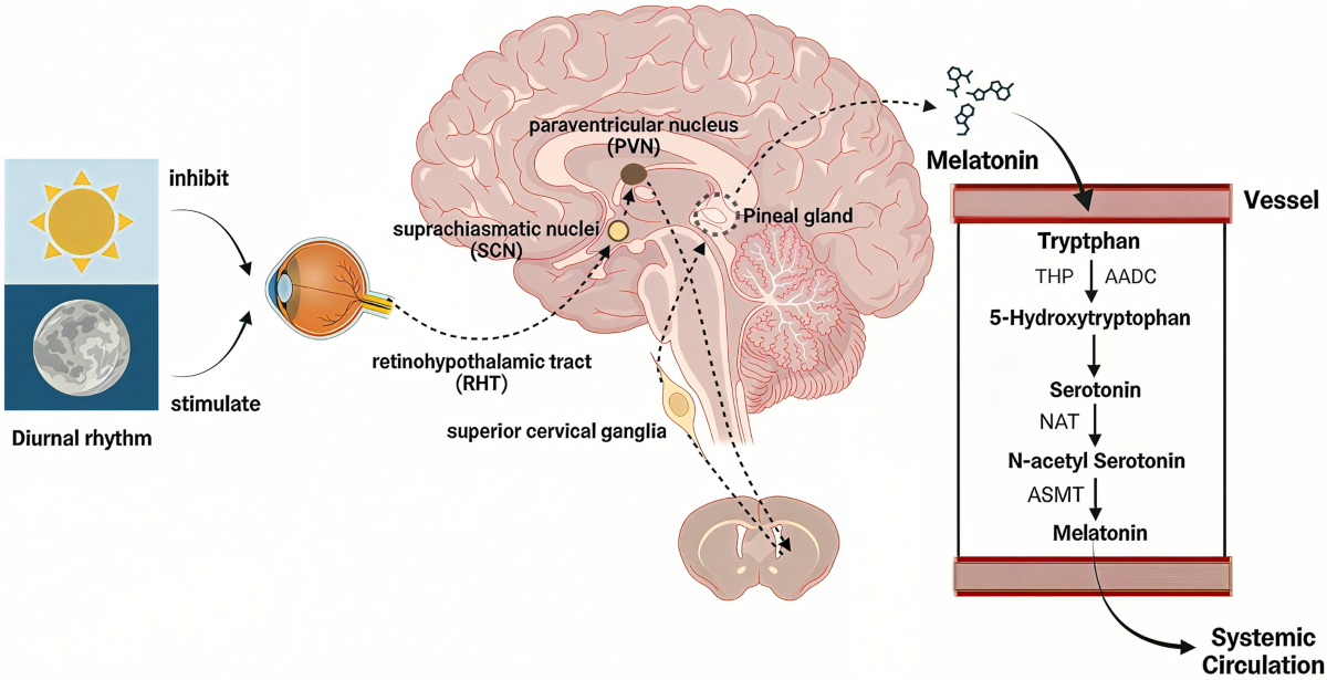 glutathione system in erythrocytes Mathematical model for glutathione dynamics in the retina