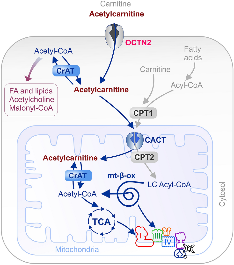 l carnitine cfs Conceptual foundations of acetylcarnitine supplementation in  neuropsychiatric long COVID syndrome: a narrative review | European  Archives of Psychiatry and Clinical Neuroscience