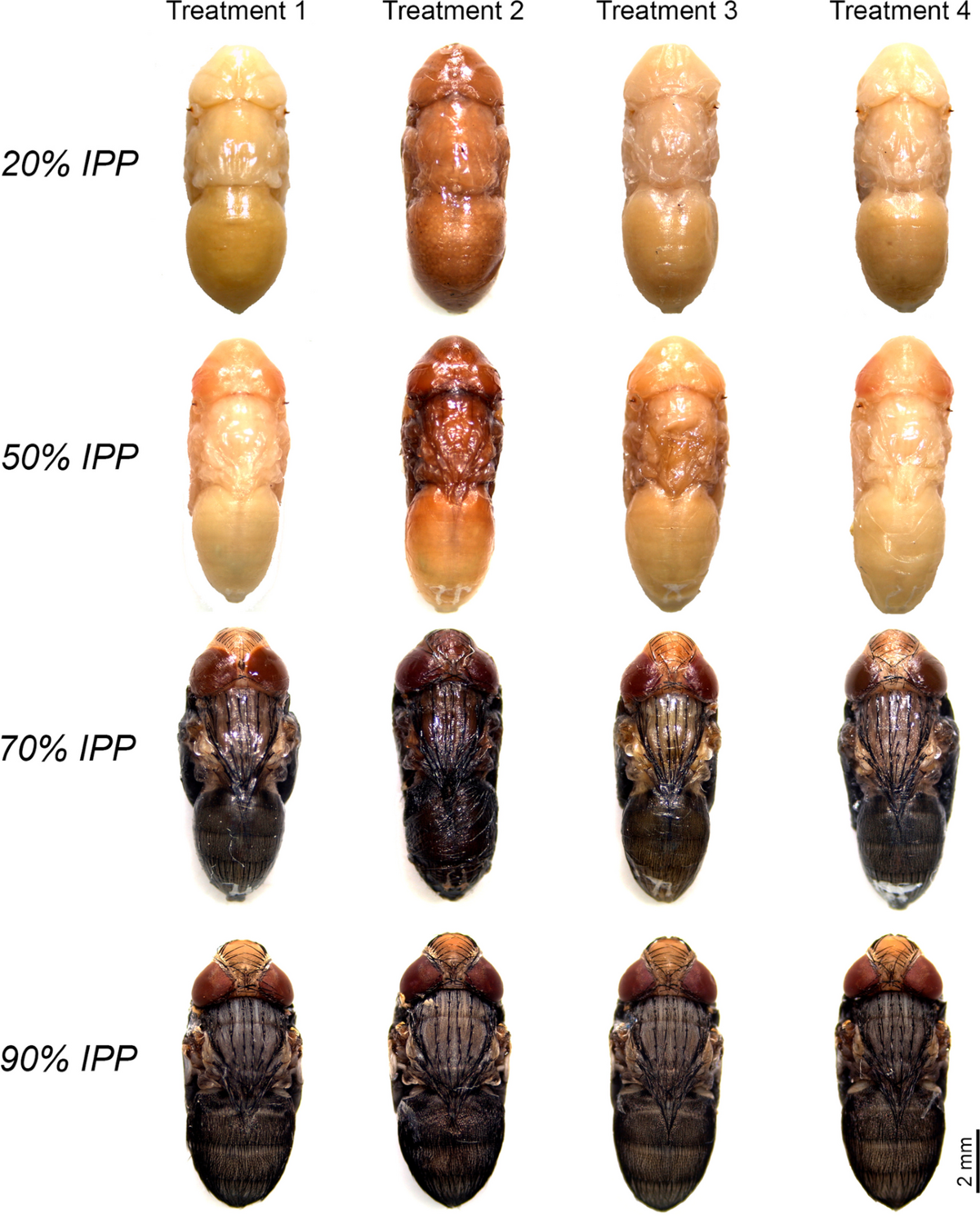 methods-for-the-optimal-preservation-of-blow-fly-intra-puparial-forms-for-morphological-analysis-in-forensic-casework-international-journal-of-legal-medicine