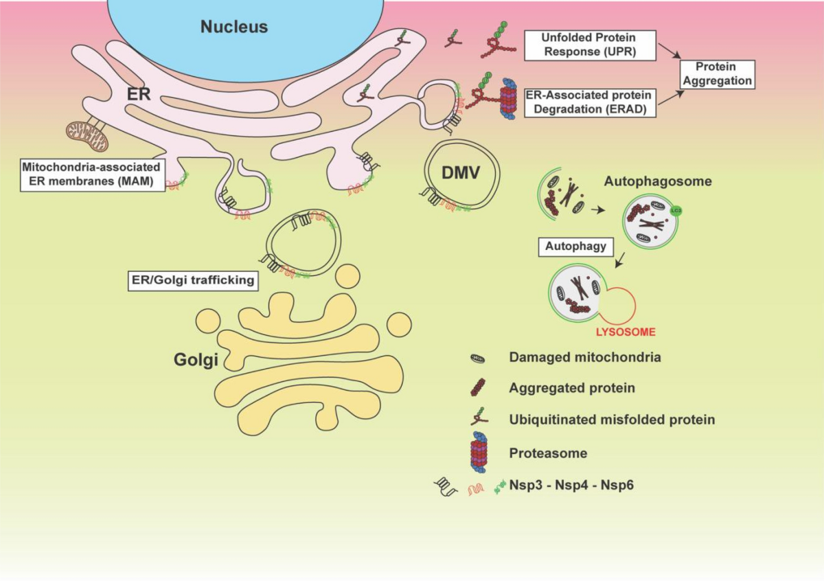 Why do SARS-CoV-2 NSPs rush to the ER? | Journal of Neurology