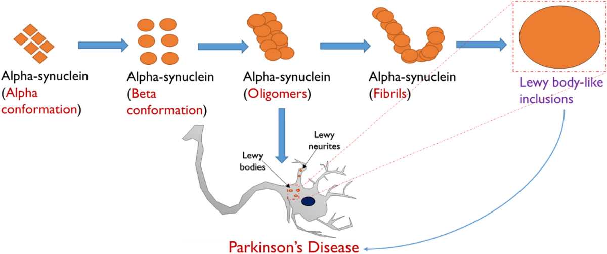 Diagnostic and therapeutic agents that target alpha-synuclein in Parkinson's disease | Journal of Neurology