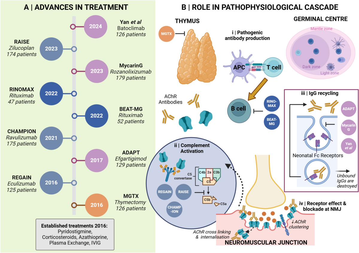 Myasthenia gravis in 2025: five new things and four hopes for the future |  Journal of Neurology