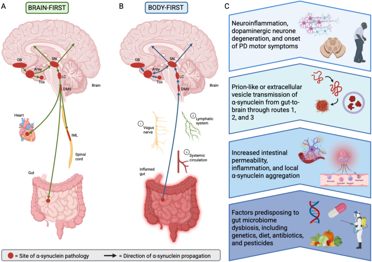 retatrutide triple agonist gip glp-1 glucagon Strategic Design of Triple GLP-1R/GCGR/GIPR Agonists with Varied Receptor  Potency: Achieving Comparable Glycemic and Weight Reduction Effects