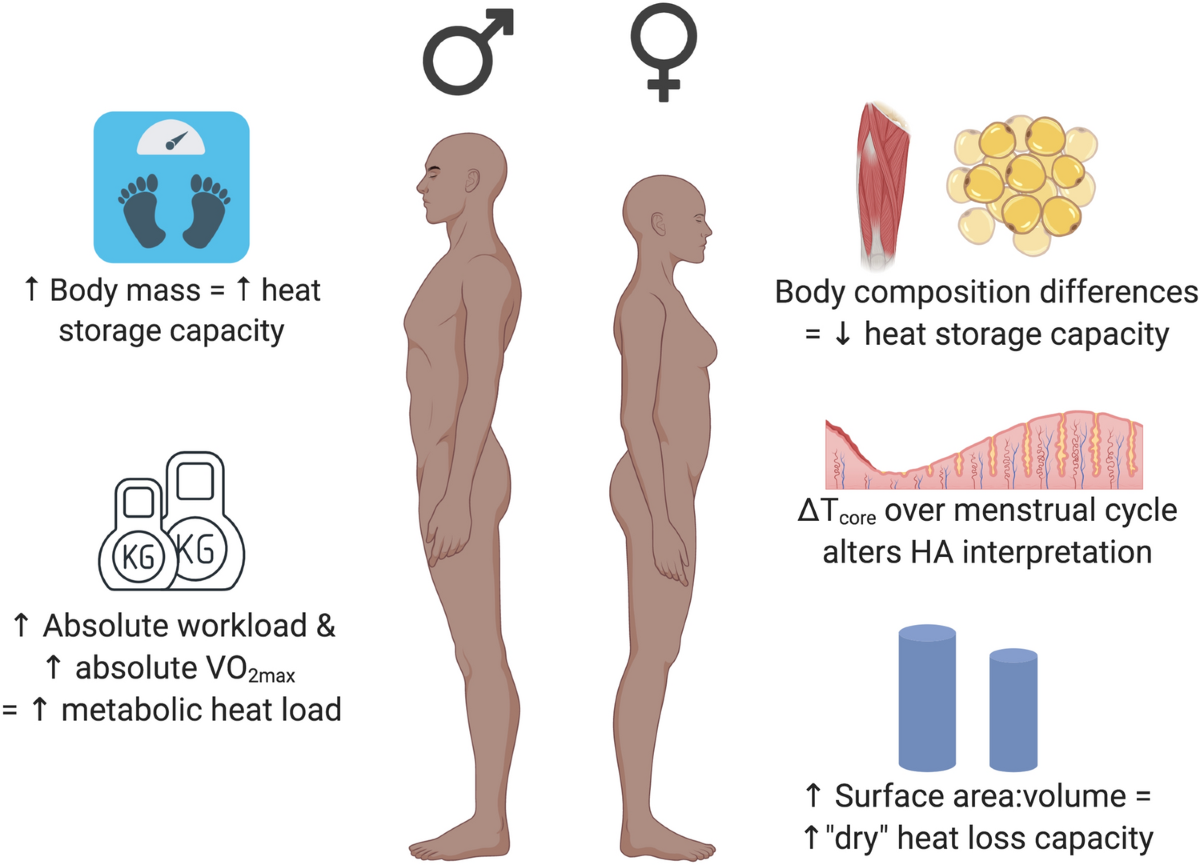 Sex differences in the physiological adaptations to heat acclimation: a  state-of-the-art review | European Journal of Applied Physiology