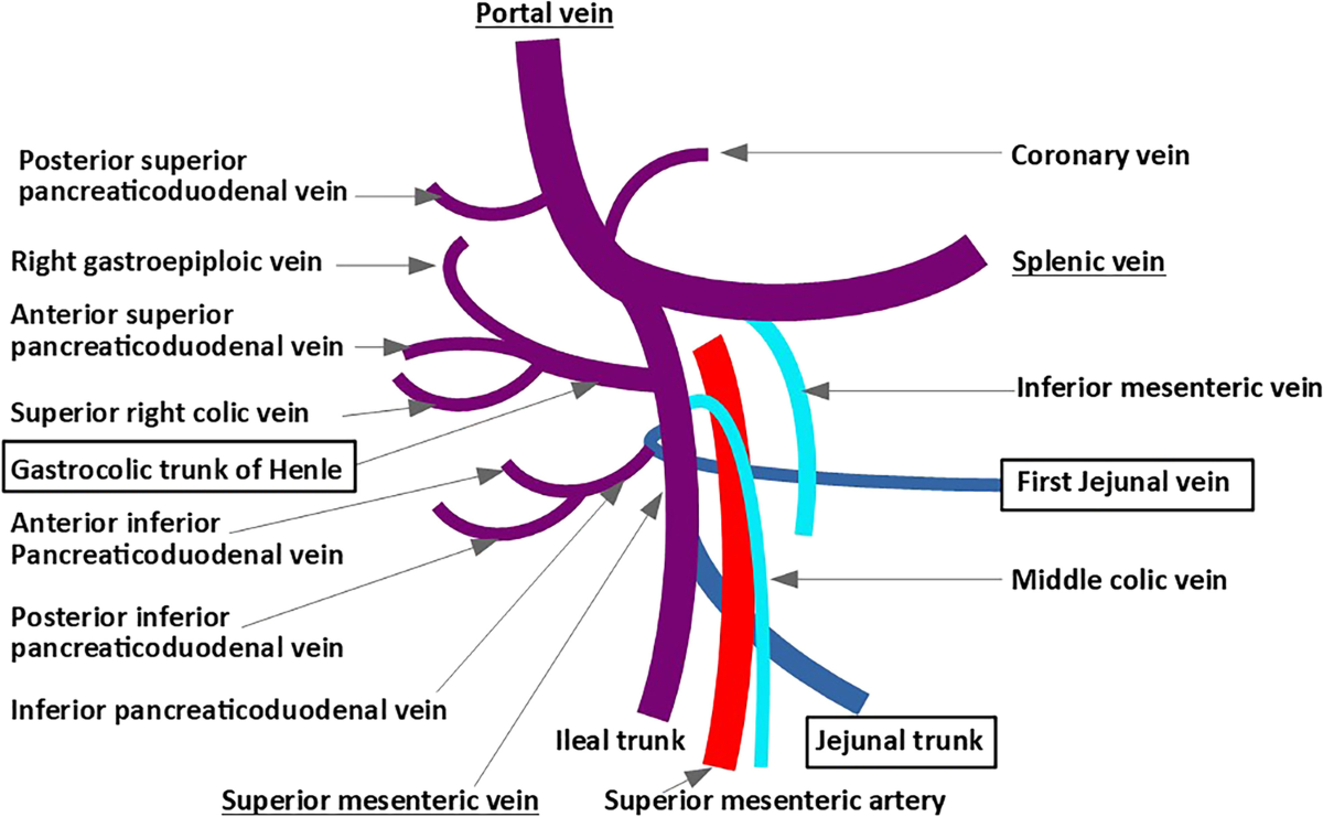 Vascular Anatomy of the Mesentery | Springer Nature Link (formerly  SpringerLink), image size:1200x741