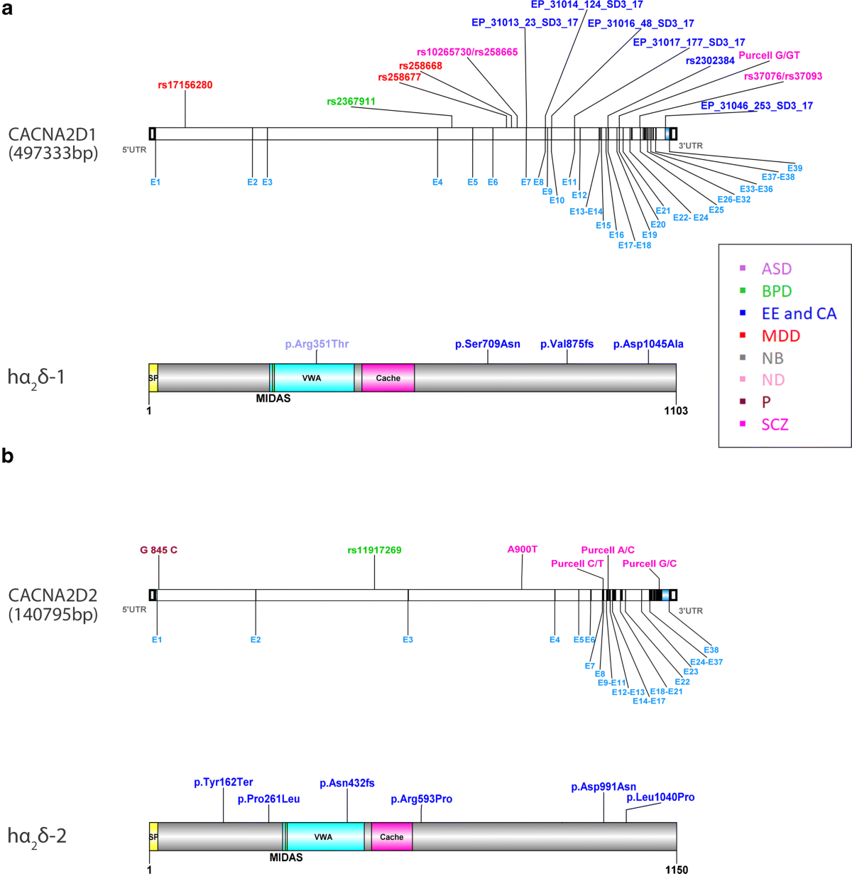 Neuronal α2δ proteins and brain disorders | Pflügers Archiv - European  Journal of Physiology | Springer Nature Link