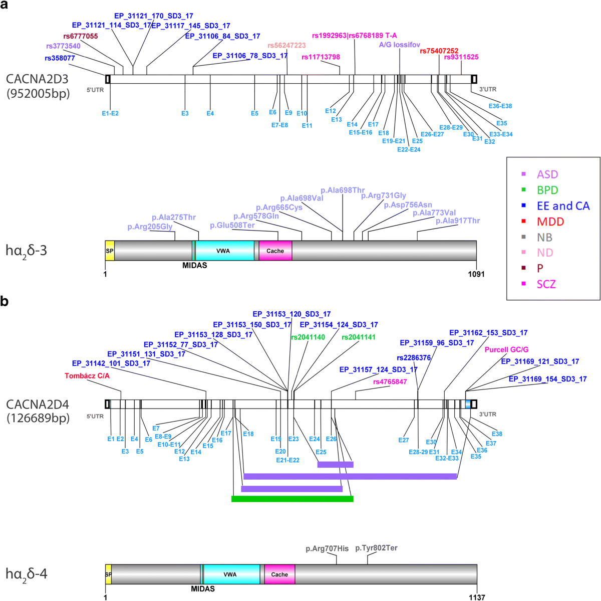 Neuronal α2δ proteins and brain disorders | Pflügers Archiv - European  Journal of Physiology | Springer Nature Link