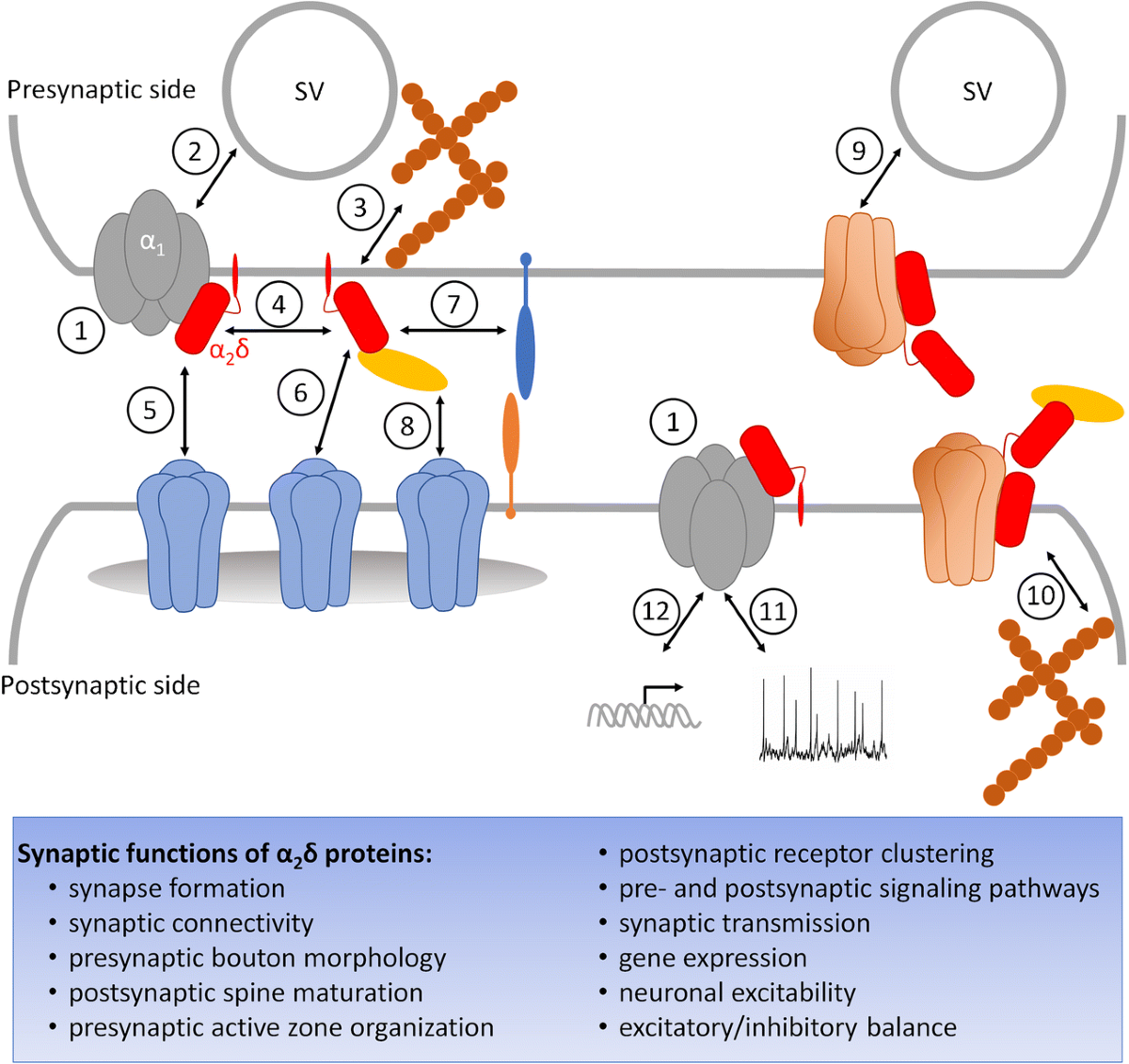 Neuronal α2δ proteins and brain disorders | Pflügers Archiv - European  Journal of Physiology