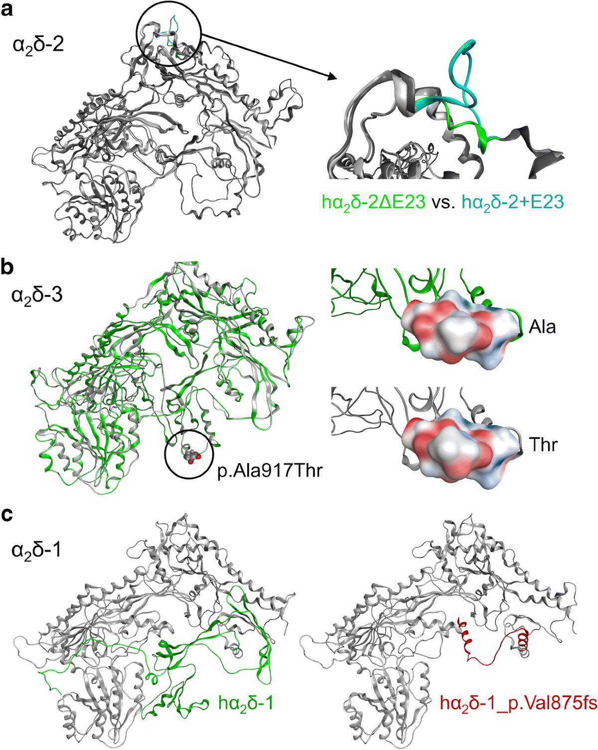 Neuronal α2δ proteins and brain disorders | Pflügers Archiv - European  Journal of Physiology | Springer Nature Link