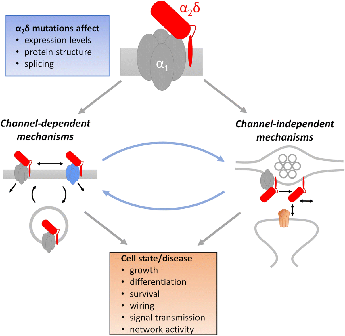 Neuronal α2δ proteins and brain disorders | Pflügers Archiv - European  Journal of Physiology | Springer Nature Link